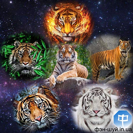 китайский гороскоп тиграм, родились год тигра, рожденный тигр, восточный гороскоп, китайский календарь тигры, год водяного тигра, узнать о себе тигр, год водяного тигра, 2022 черный тигр