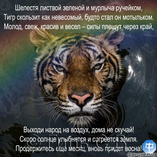 чорний тигр, рік тигра, вода тигр, тигрячий рік, вірш про тигра, прийшов тигр