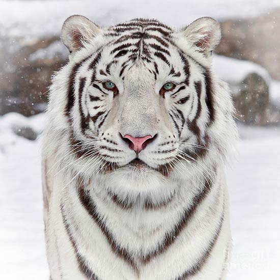 білий тигр народився, рік народження металевий, гороскоп білого тигра, східний гороскоп, фен-шуй металевий тигр, китайський календар металевий тигр, хто за знаком тигр