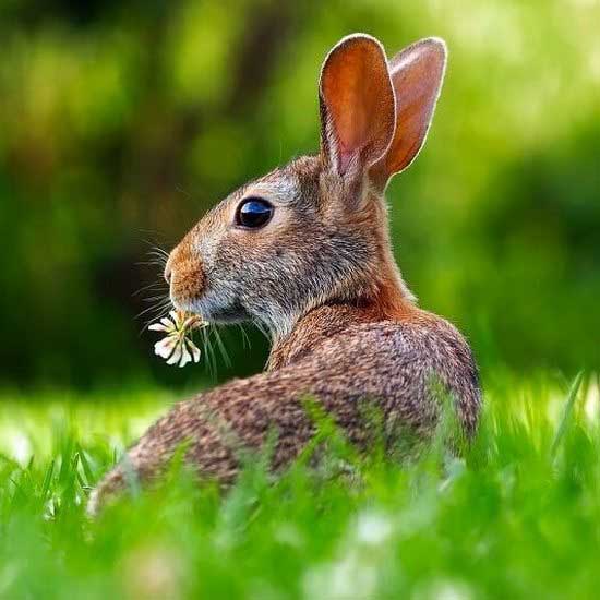 #год_зеленый_кролик #рожденный_древесным_котом #кролик_год_рождения #описание_характера_кролика_кота #восточный_гороскоп_зеленого_кролика #фэншуй_древесный_кролик_кот #рожденные_зеленые_кролики #какой_кролик