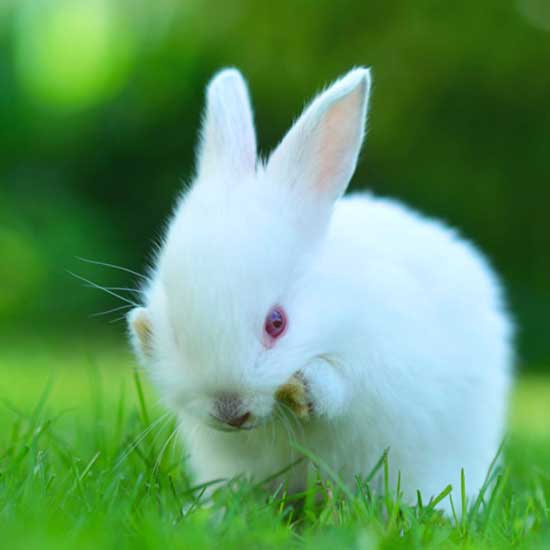 #белый_кролик_родился #год_рождения_металлический_кот #гороскоп_белого_кролика #китайский_гороскоп_кота #фэншуй_металлический_кролик #китайский_календарь_белые_кролики #кто_по_знаку_кролик