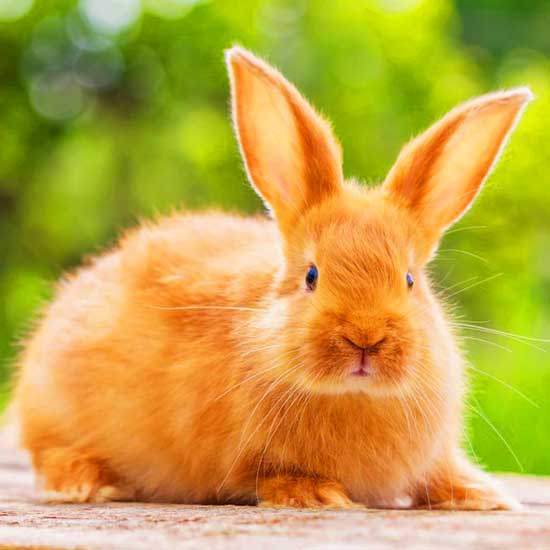 #красный_огненный_кролик #удача_красного_кролика_кота #гороскоп_огненный_кролик #рожденные_год_красного_кролика #китайский_календарь_огненный_кролик #китайский_гороскоп_красного_кролика #родился_красный_кролик_кот #где_успешны_кролики