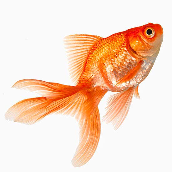 акваріум фен-шуй, золотий карась, червоні риби, рибки фэншуй, риби фэншуй, фен-шуй золотих, феншуй дві рибки, скільки рибок, символ грошей, талісман прибутки